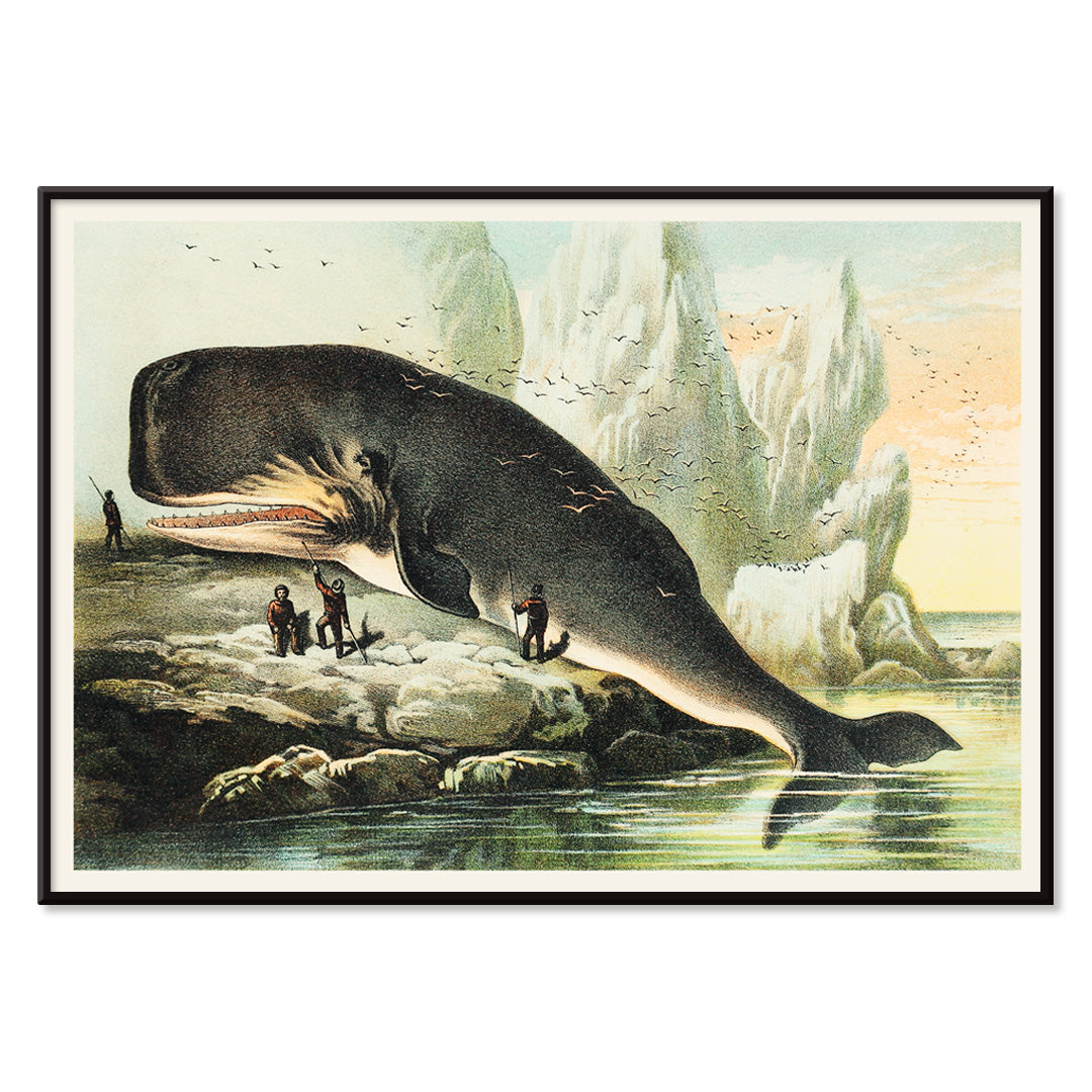 Sperm whale stranded on rocky shore with people and icy cliffs by John Karst from Johnsons household book of nature poster, with black aluminium frame on white background