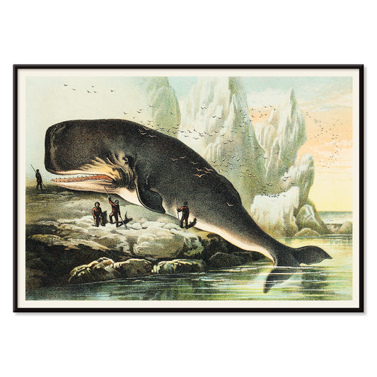 Sperm whale stranded on rocky shore with people and icy cliffs by John Karst from Johnsons household book of nature poster, with black aluminium frame on white background