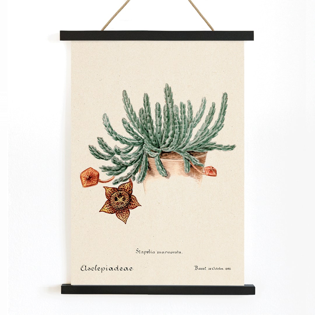 Botanical illustration and poster of Starfish cactus from Familie Der Cacteen featuring a green cactus with a detailed star shaped flower, with wooden magnetic frame on white background