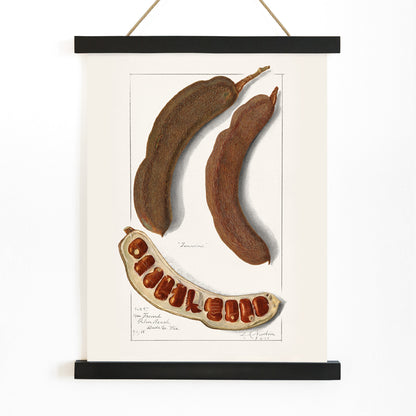 Botanical illustration and poster of Indian Tamarind Tamarindus Indica by Amanda Almira Newton featuring pods seeds and botanical artwork, with wooden magnetic frame on white background