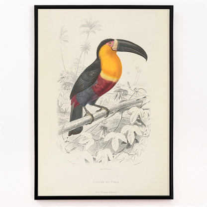 Closeup detail of Colorful Toucan du Para perched on a branch poster artwork by Georges Louis Leclerc