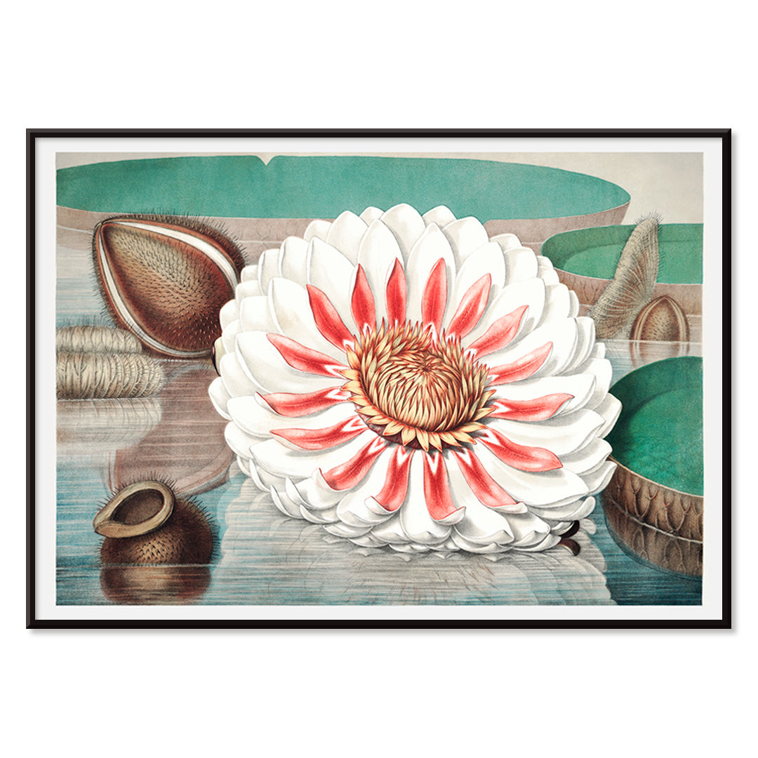 The Victoria Regia or the Great Water Lily of America by William Sharp vibrant painting and poster with large detailed flower on water, with black aluminium frame on white background
