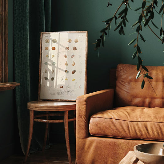 Sea shells illustration and poster from Voyage autour du monde by Louis Isidore Duperrey Pl 058, framed and displayed in home decor