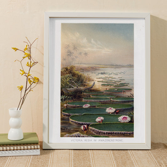 Large water lilies and lush greenery on a tranquil river in the Amazon Forest Nenufar by The institute of Liepzieg poster, framed and displayed in home decor