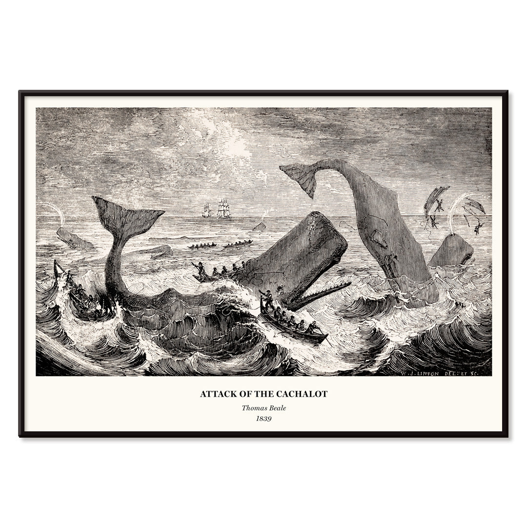 Sperm whale and cachalot attacking fishing boats illustration from The Natural History of the Sperm Whale by Thomas Beale, with black aluminium frame on white background