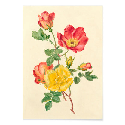 Botanical illustration of wild rose flowers with green leaves yellow and pink blooms by Antoinette Luden, with black aluminium frame on white background