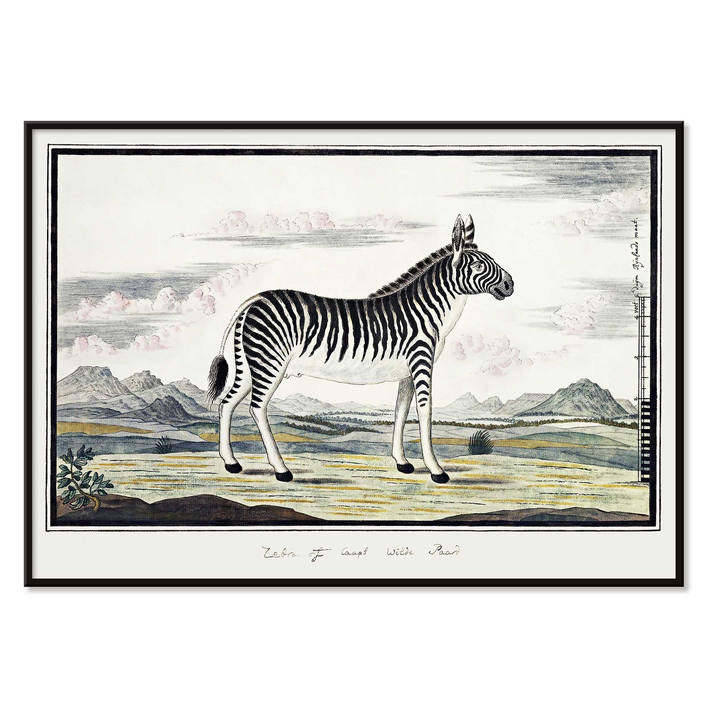 Mountain zebra in a scenic landscape artwork titled Equus zebra Mountain Zebra by Robert Jacob Gordon poster, with black aluminium frame on white background
